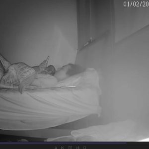 0372-0373 IPCAM Korean women masturbation at night